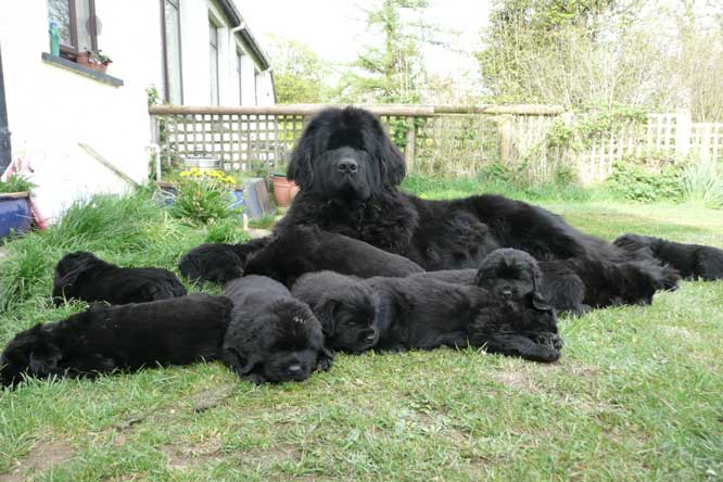 Photograph of Ch. Sheridel Nerrisa with her Newfoundland puppies