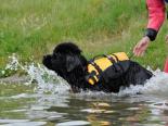 Photo of a black Newfoundland puppy jumping into the water