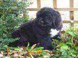 Photo of a black Newfoundland puppy sitting in bushes