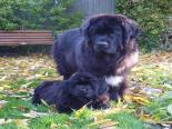 Photo of Newfoundland puppy with an adult newfie