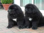 Photo of two Black Newfoundland Puppies sitting together