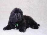 Studio photo of a Black Newfoundland Puppy