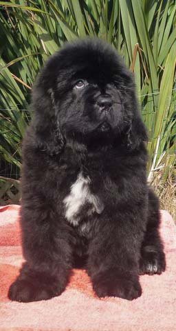 A Newfoundland Puppy with a white chest marking