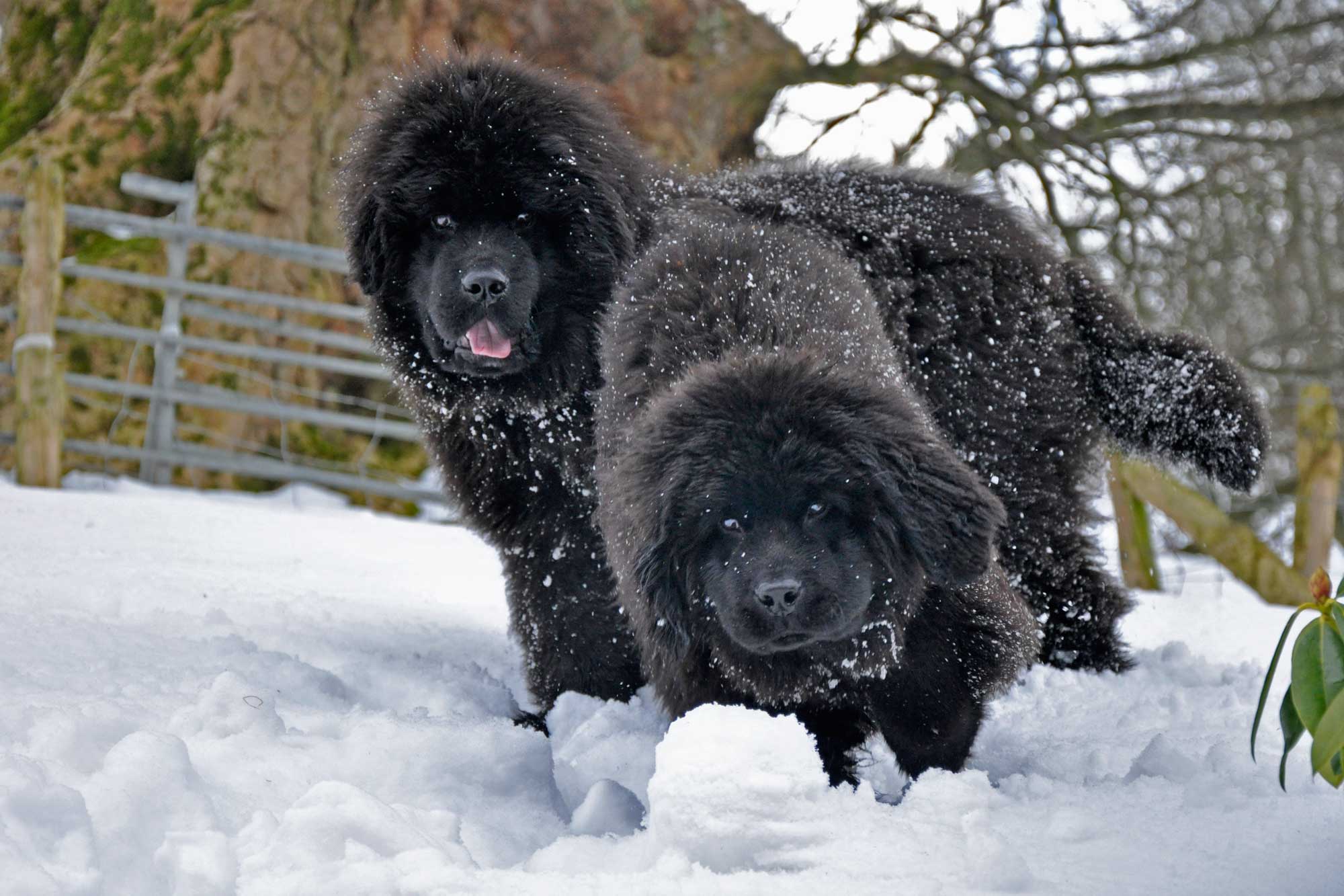 Two black Newfoundland puppies playing in the snow