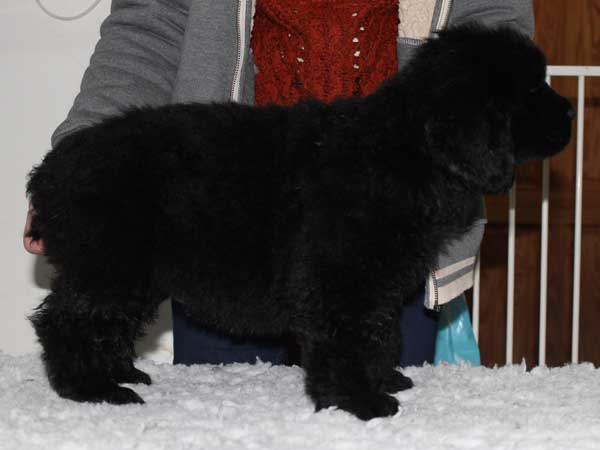 Black Newfoundand puppy standing