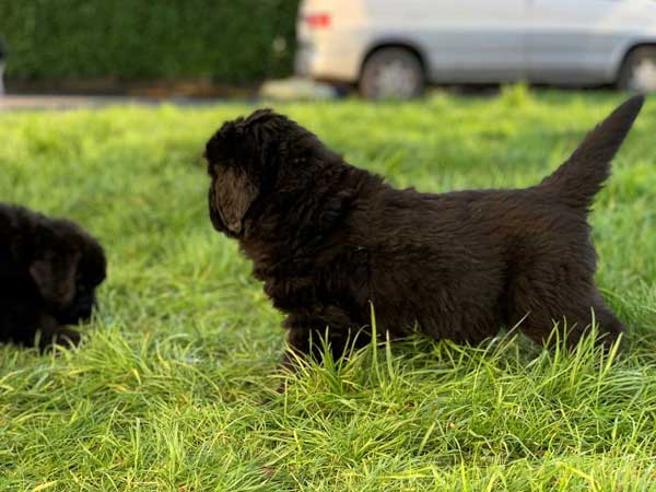 Black Newfoundand puppy playing on grass