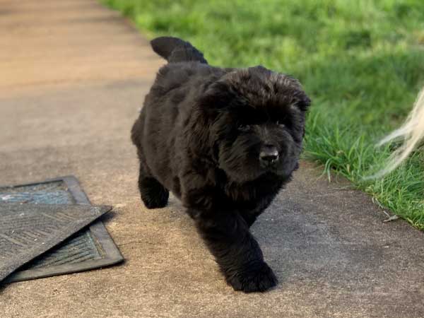 Black Newfoundand pup trotting down a path