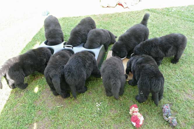 Photograph of Alphabear Newfoundland puppies feeding