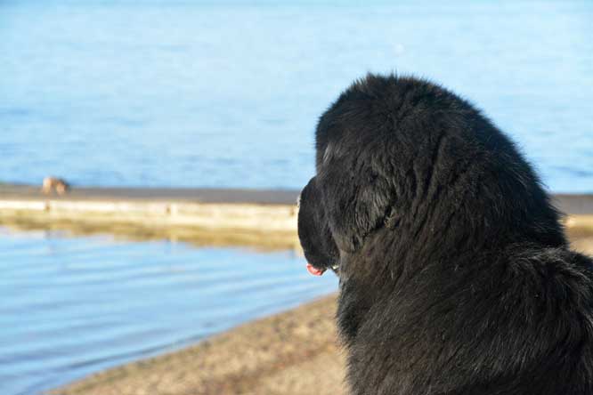Newfoundland looking out over lake