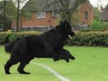 Photo of an adult black Newfoundland leaping