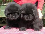 Photo of two black Newfoundland Puppies