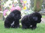 Photo of a two black Newfoundland puppies in a garden