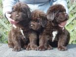 Photo of a three brown Newfoundland puppies