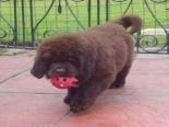 Photo of a brown Newfoundland puppy with a ball