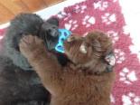 Photo of a black Newfoundland puppy and a Brown Newfondland puppy playing