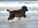 Photo of a Black Newfoundland Puppy with white paws running through the surf