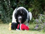 Photo of a White & Black Newfoundland puppy with a soft toy in a garden