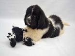Studio photo of a White & Black Newfoundland puppy with a toy