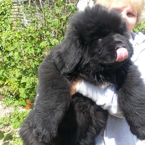 A large Black Newfoundland puppy