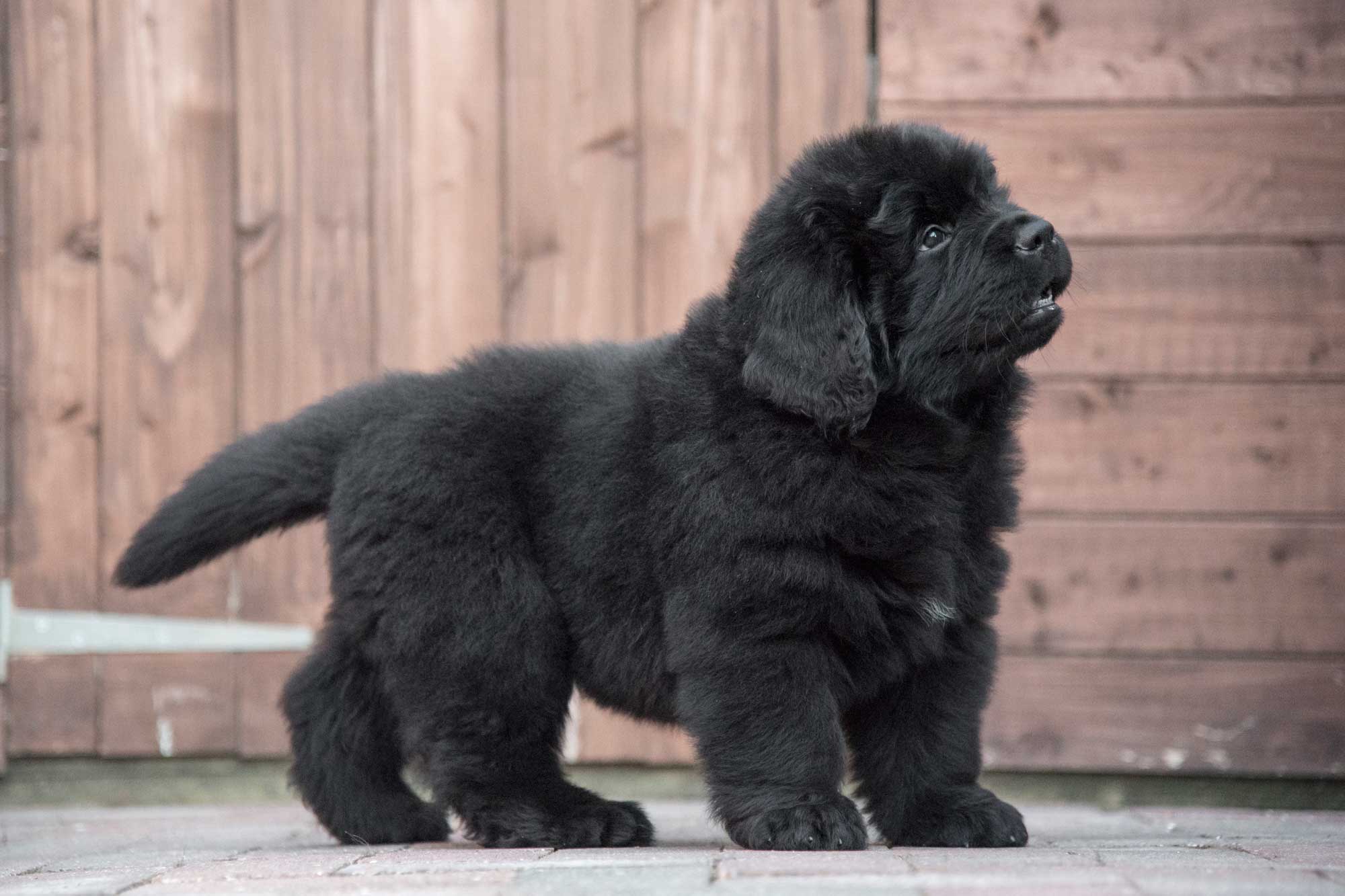 Black Newfoundland Puppy