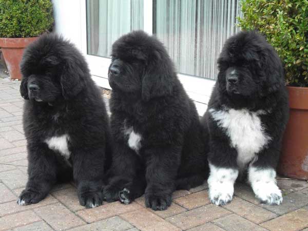 A line of three Newfoundland puppies