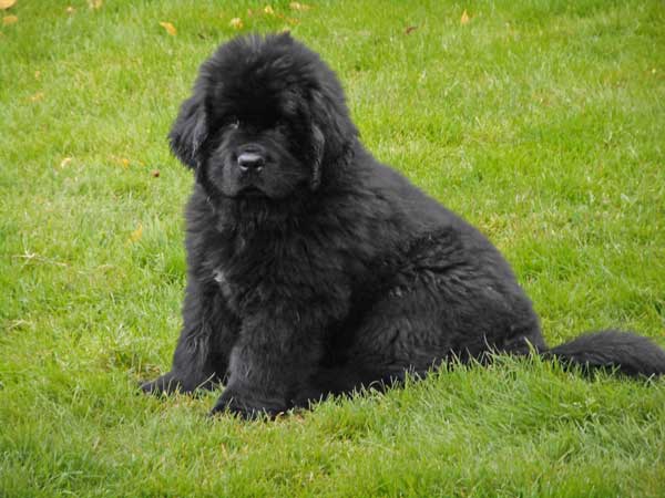 A Black Newfoundland puppy sitting on a lawn