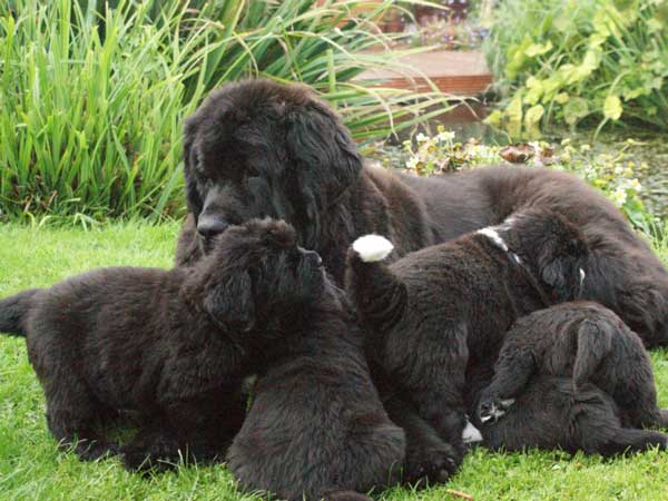 A group of Black Newfoundland puppies with their mother